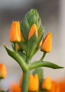 Ornithogalum ornitogallo