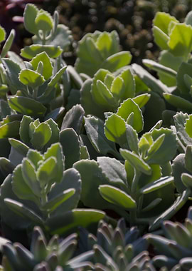 succulent plant