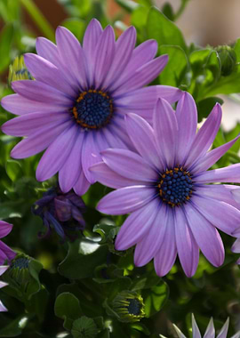 daisies in the garden