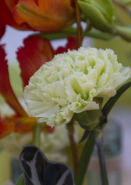 carnation in the garden