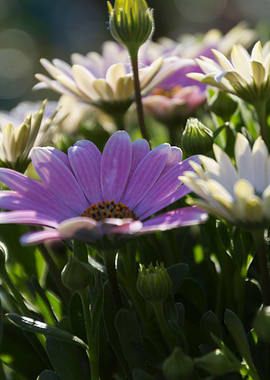 daisies in the garden