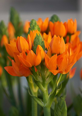 Ornithogalum ornitogallo
