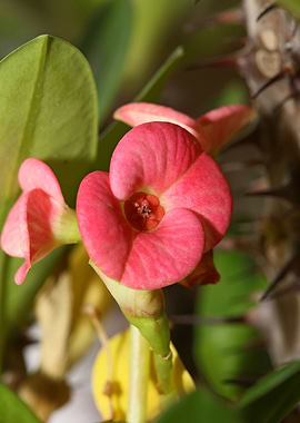 Euphorbia milli background