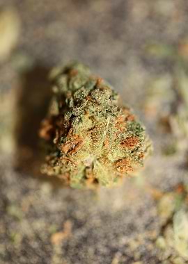 Super lemon haze cannabis