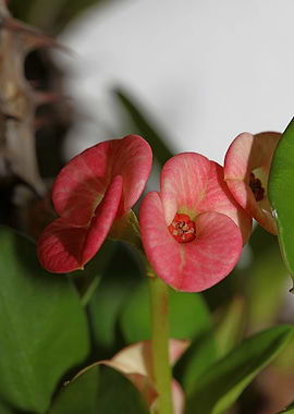 Euphorbia milli background