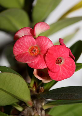 Euphorbia milli background