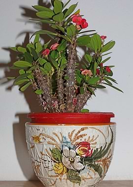 Euphorbia milli background