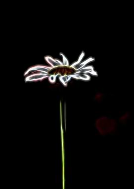 daisies in the garden