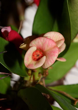 Euphorbia milli background