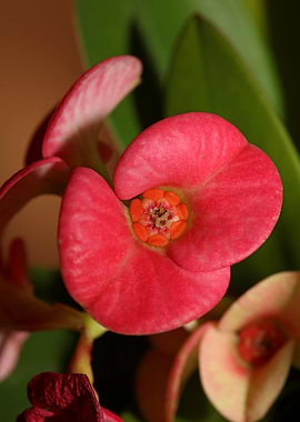 Euphorbia milli background