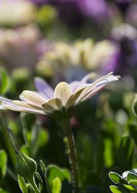 daisies in the garden