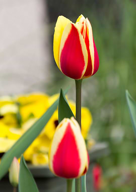 tulip in the garden