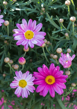 daisies in the garden
