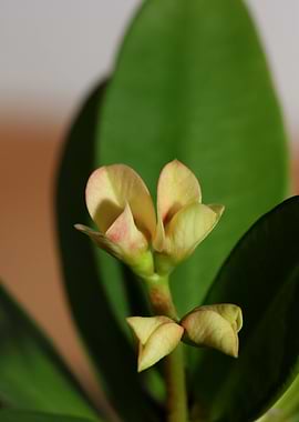 Euphorbia milli background