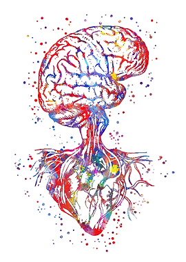 Brain and heart