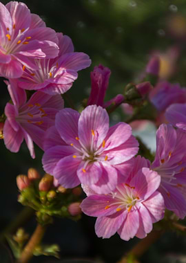 daisies in the garden