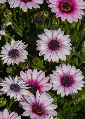 daisies in the garden