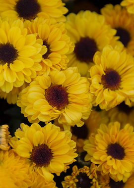 daisies in the garden
