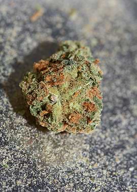 Super lemon haze cannabis