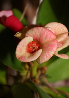 Euphorbia milli background