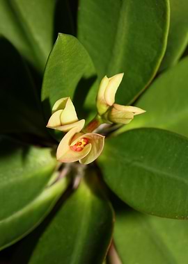 Euphorbia milli background