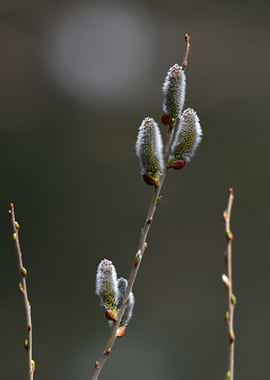 buds on the tree in spring
