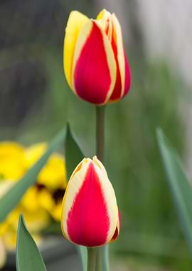 tulips flowers