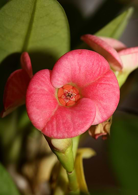 Euphorbia milli background