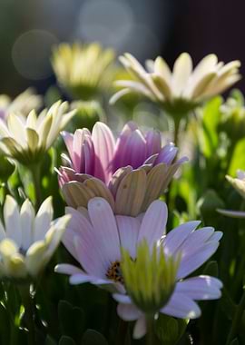 daisies in the garden