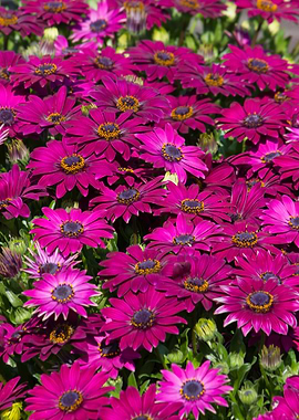 daisies in the garden