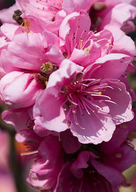 pink flower in the garden