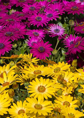 daisies in the garden