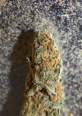 Super lemon haze cannabis