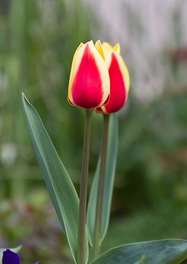 tulip in the garden
