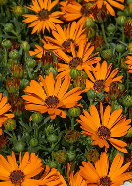 daisies in the garden