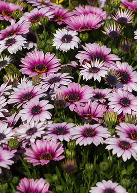 daisies in the garden
