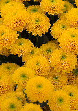 daisies in the garden