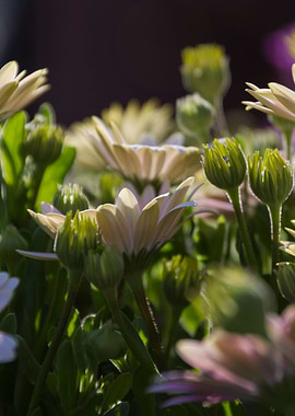 daisies in the garden