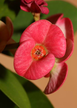 Euphorbia milli background