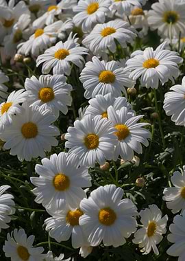 daisies in the garden