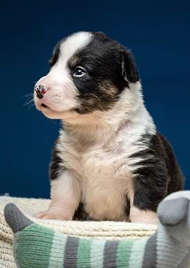 Welsh Corgi Cardigan
