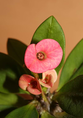 Euphorbia milli background