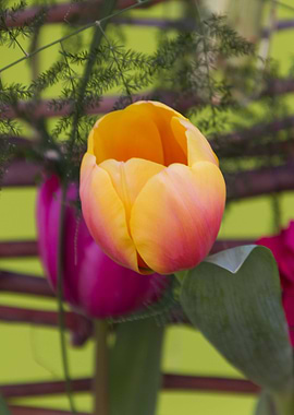 tulips flowers