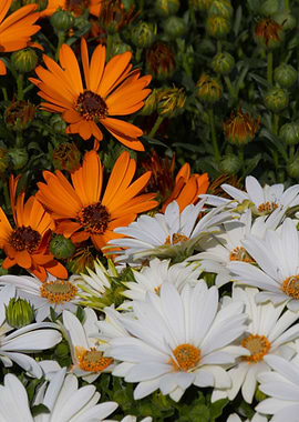 daisies in the garden