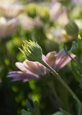 daisies in the garden