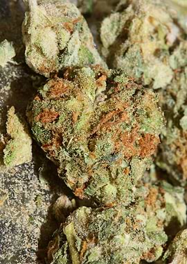 Super lemon haze cannabis