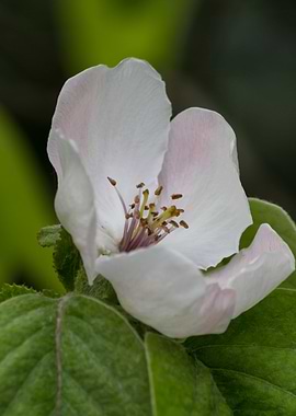 pear quince flower
