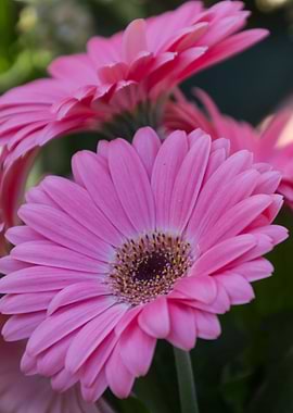 daisies in the garden