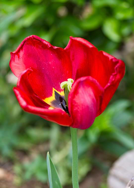 tulip in the garden