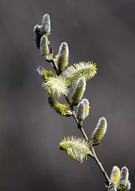 buds on the tree in spring